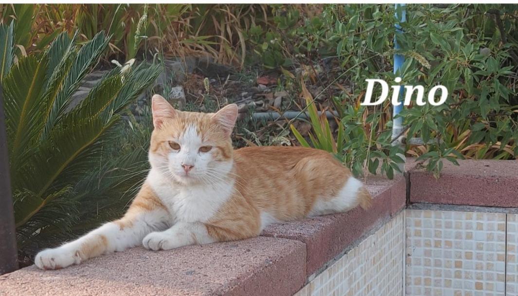 Ferienwohnung Sa Domu 'E Pisittu Iglesias Exterior foto